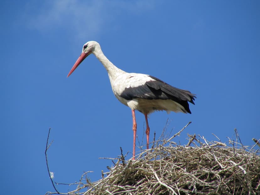 File:White Stork (Ciconia ciconia).jpg - Wikimedia Commons