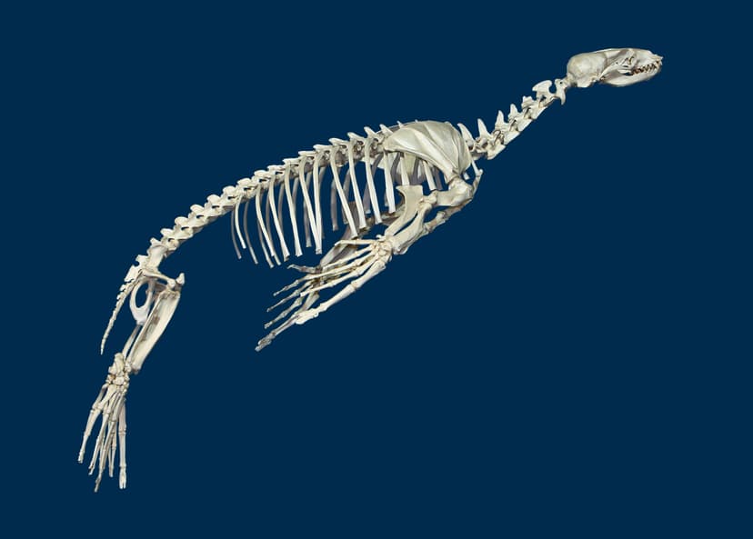 File:Zalophus californianus 01.JPG - Wikimedia Commons