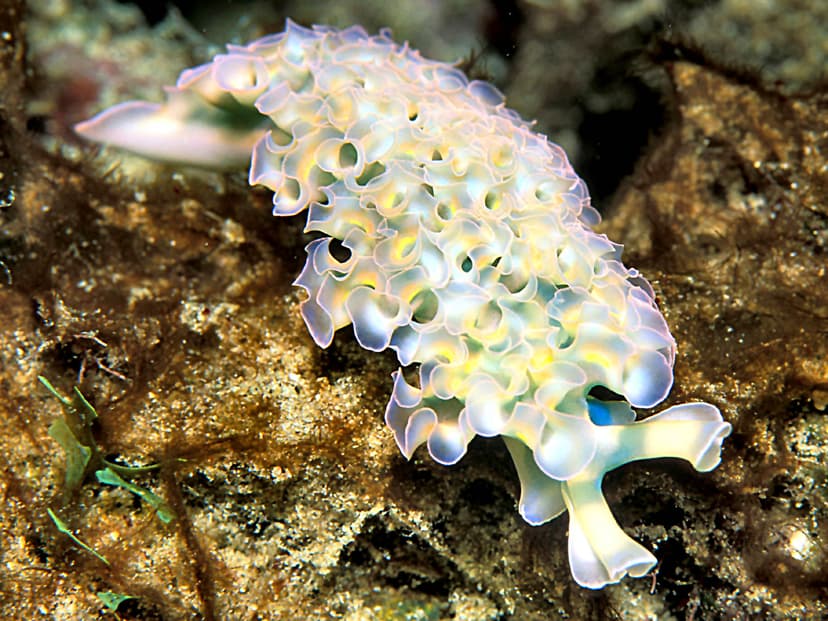 File:Lettuce Sea Slug 11-03-2006.jpg - Wikimedia Commons