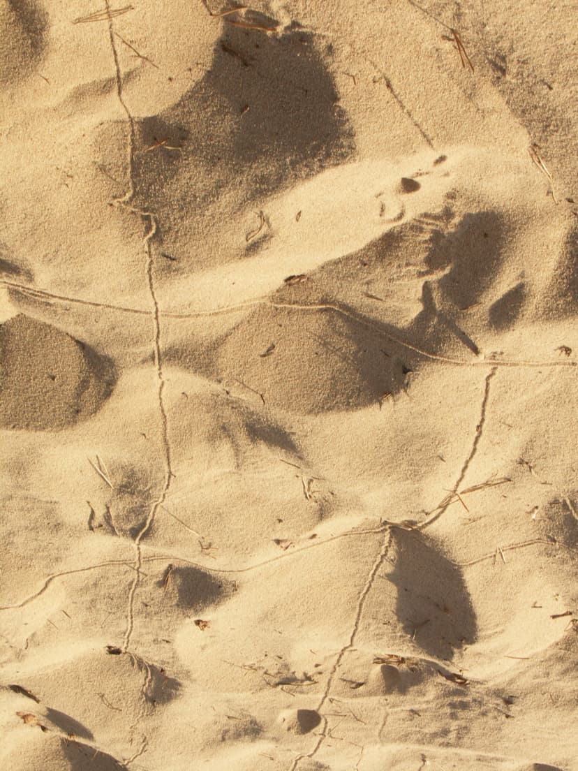 File:Antlion doodles.jpg - Wikimedia Commons
