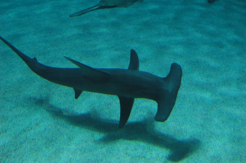 File:Great hammerhead georgia.jpg - Wikimedia Commons