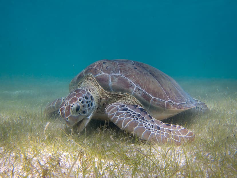 File:Green Sea Turtle grazing seagrass.jpg - Wikipedia