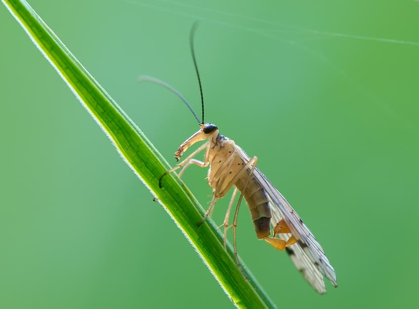 Portal:Insects/Selected picture - Wikipedia