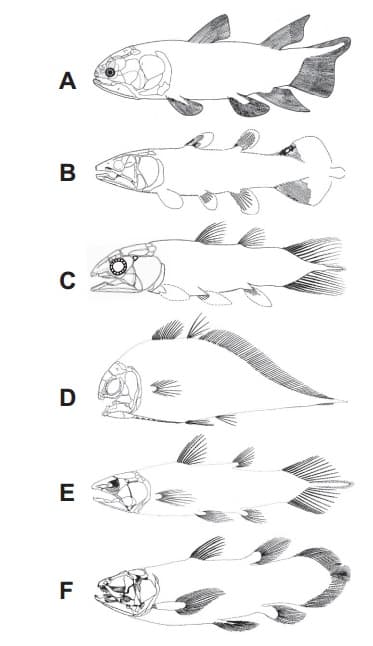 File:Serenichthys kowiensis00.jpg - Wikipedia