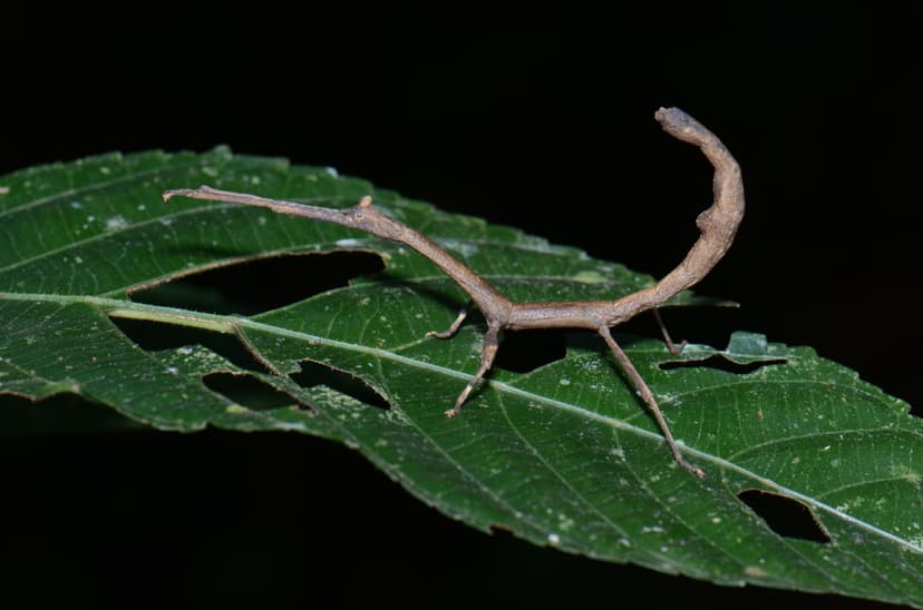 File:A short-legged stick bug (21173990358).jpg - Wikimedia Commons