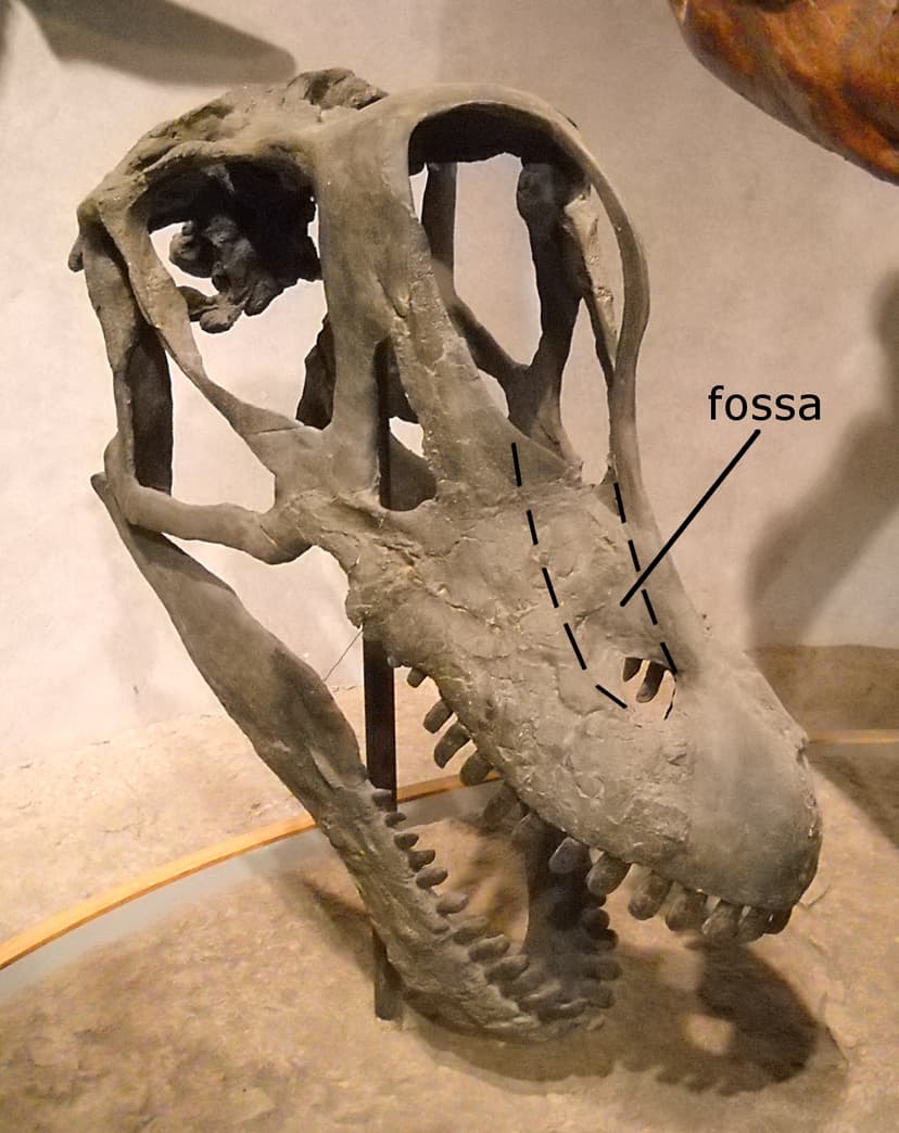 File:Felch Quarry Brachiosaurus.jpg - Wikipedia