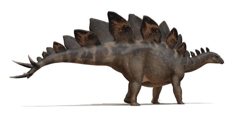 Файл:Stegosaurus stenops Life Reconstruction.png — Википедия