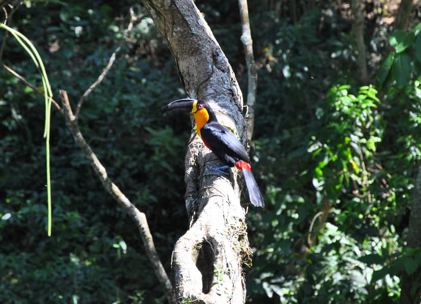 File:Tropical bird (4982309005) (2).jpg - Wikimedia Commons