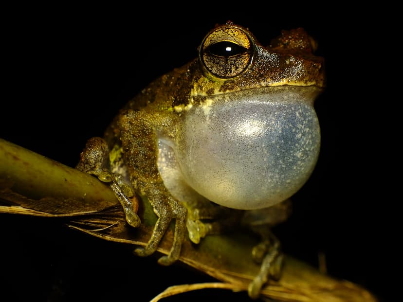 File:Frog Calling.jpg - Wikimedia Commons