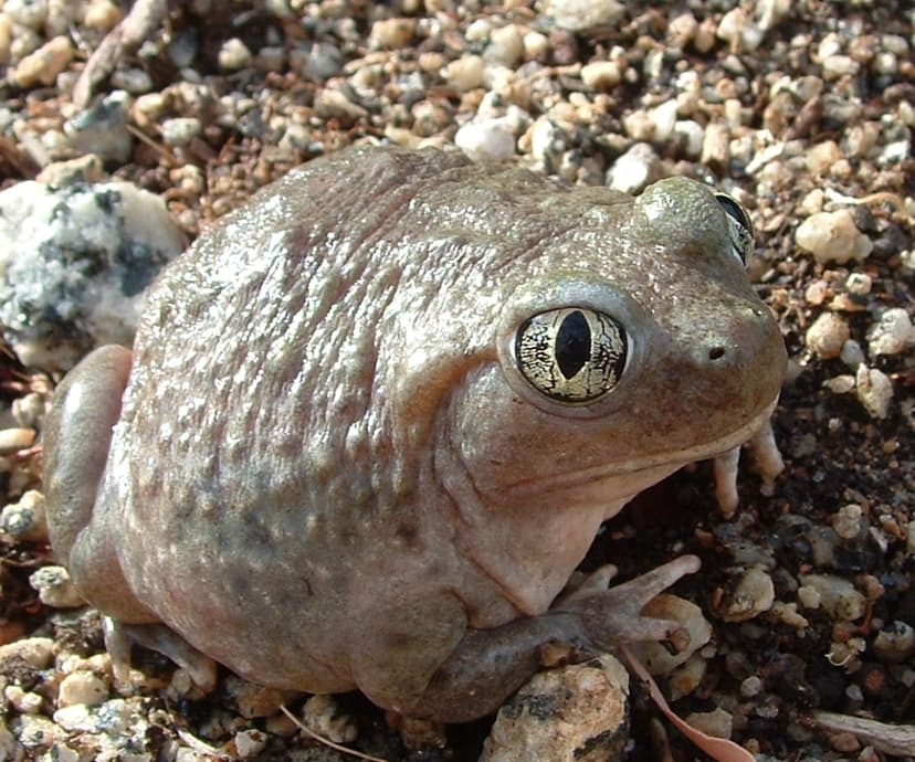 File:Spea hammondii 1.jpg - Wikipedia