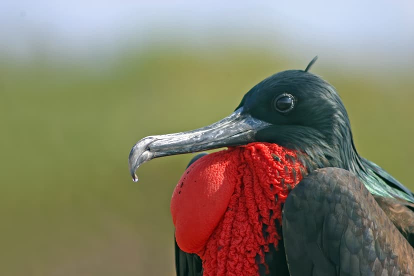 File:Male Galápagos greater frigate bird.jpg - Wikipedia