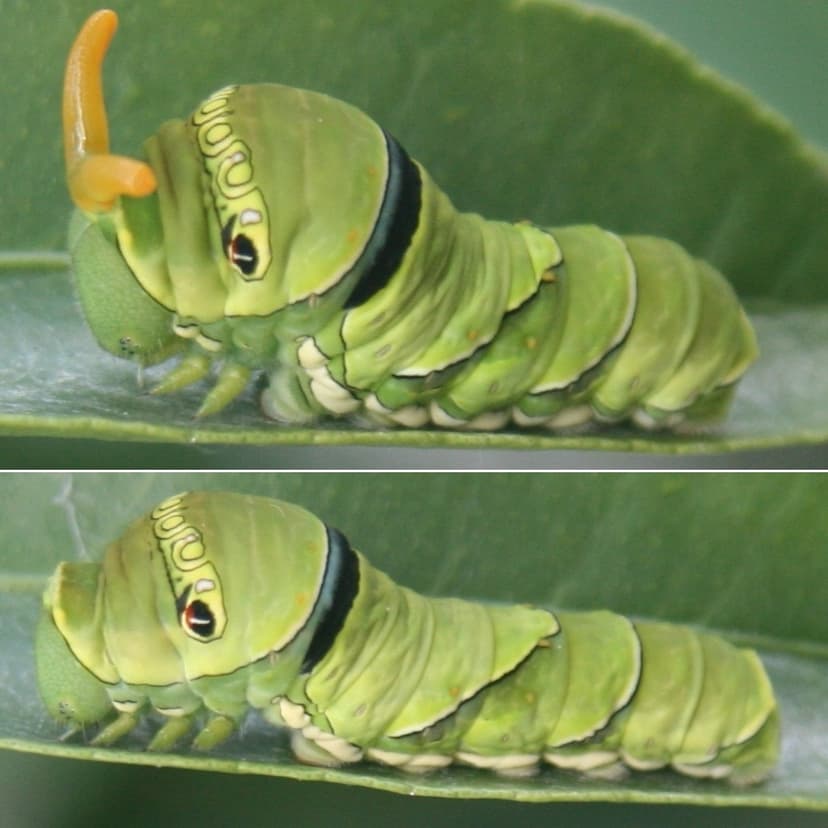 File:Papilio xuthus Larva 2011-07-01.jpg - Wikipedia