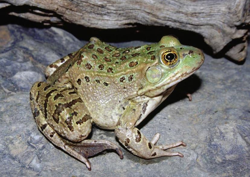File:Chiricahua leopard frog 01.jpg - Wikipedia