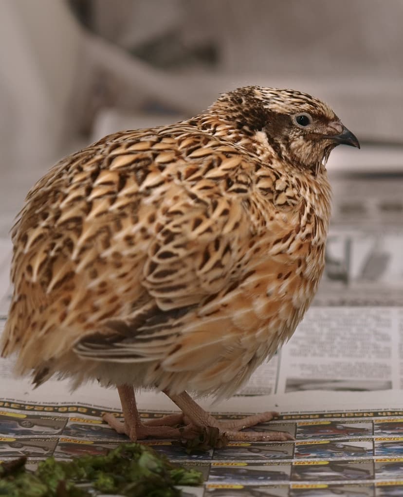 File:Japanese Quail.jpg - Wikipedia