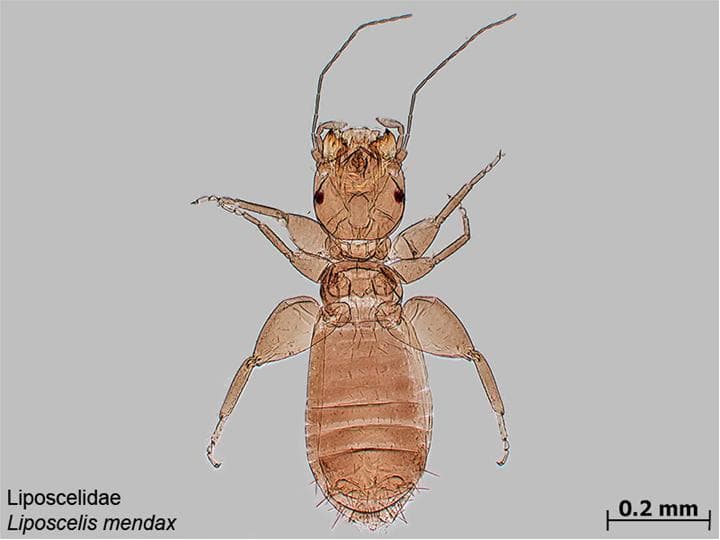 File:Liposcelis mendax.jpg - Wikimedia Commons