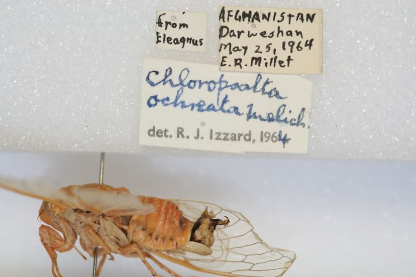 File:Cicadatra ochreata (Melichar).jpg - Wikimedia Commons