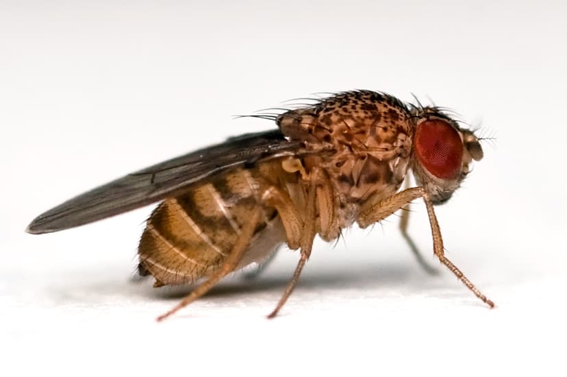 File:Drosophila repleta lateral.jpg - Wikimedia Commons