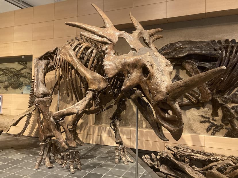 File:StyracosaurCMN2.jpg - Wikimedia Commons