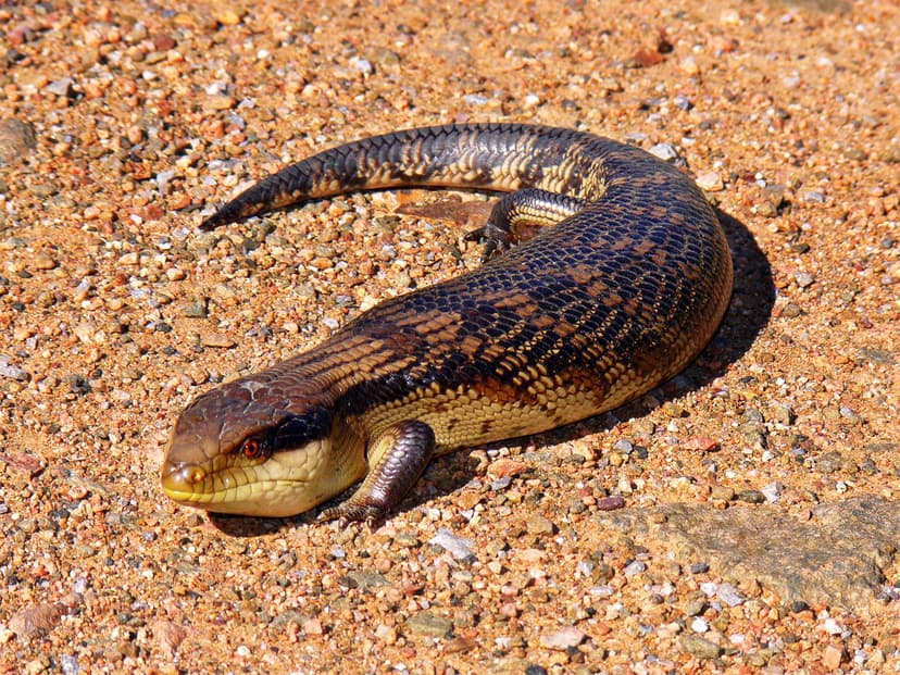 File:Blue-toungued skink444.jpg - Wikipedia