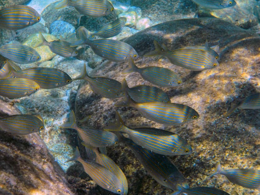 File:Gruppo di pesci Sarpa salpa.jpg - Wikimedia Commons