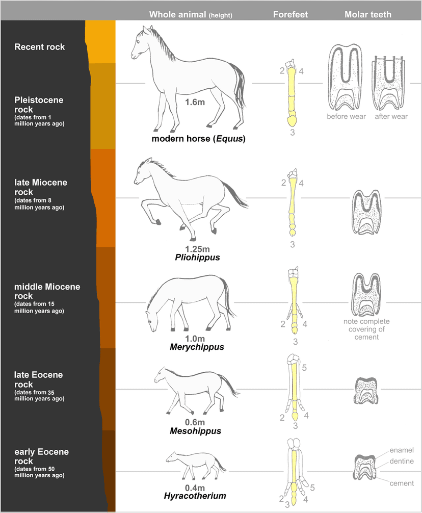 File:Horseevolution.png - Wikipedia