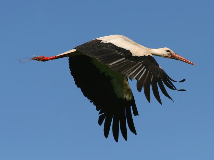 File:White Stork (Ciconia ciconia) (5).jpg - Wikimedia Commons