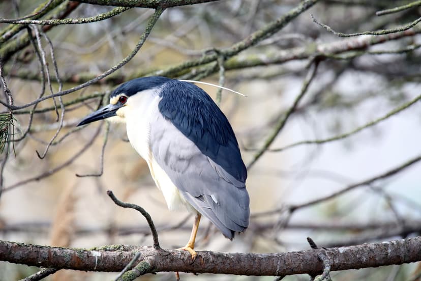 File:Nycticorax nycticorax nycticorax Camargue.jpg - Wikimedia Commons