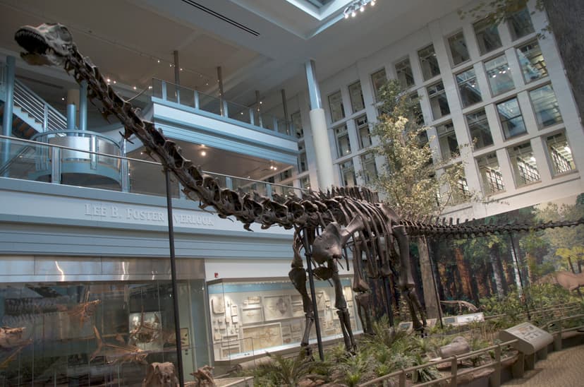 File:CM Diplodocus.jpg - Wikipedia