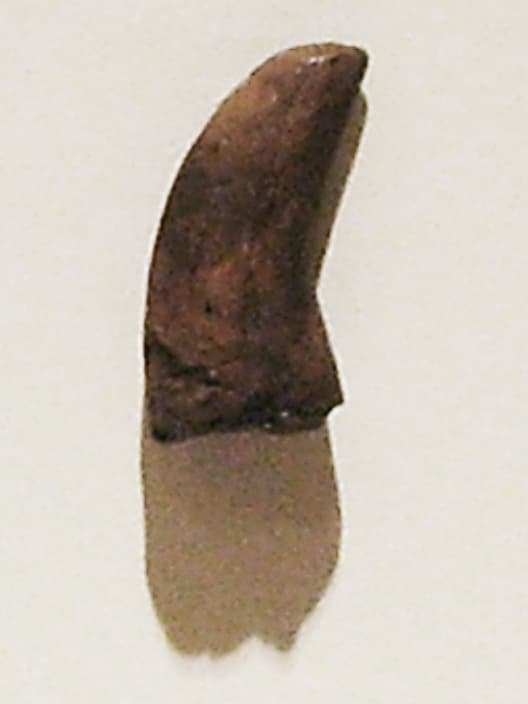 File:Dromaeosauroides bornholmensis.jpg - Wikipedia