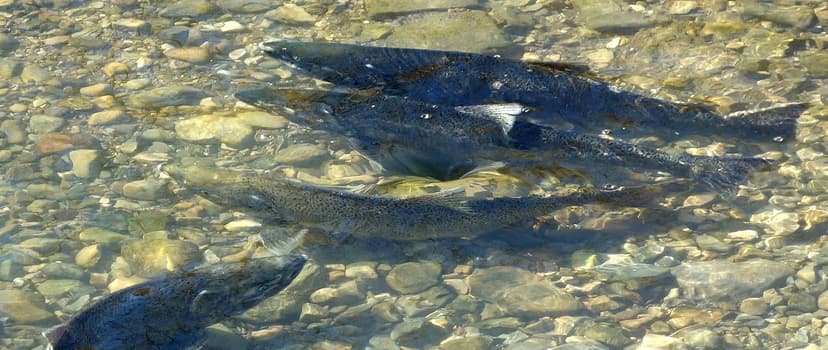 File:Red Hill Creek Salmon Run 2015.JPG - Wikimedia Commons