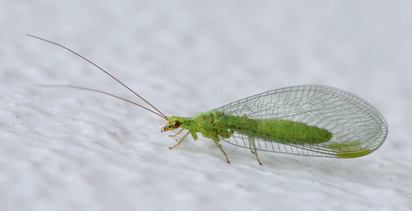 File:Crisopid July 2013-9a.jpg - Wikimedia Commons