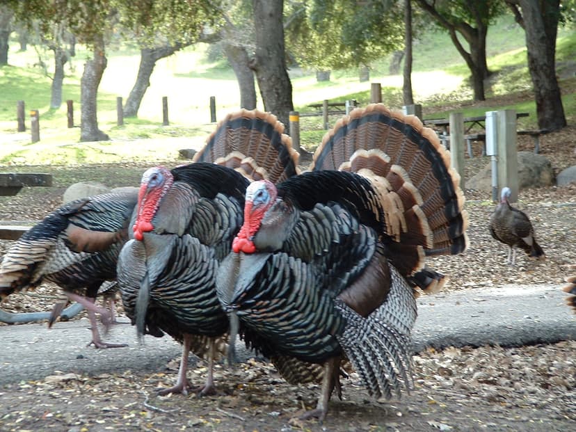 File:Turkey Lopez04.jpg - Wikimedia Commons