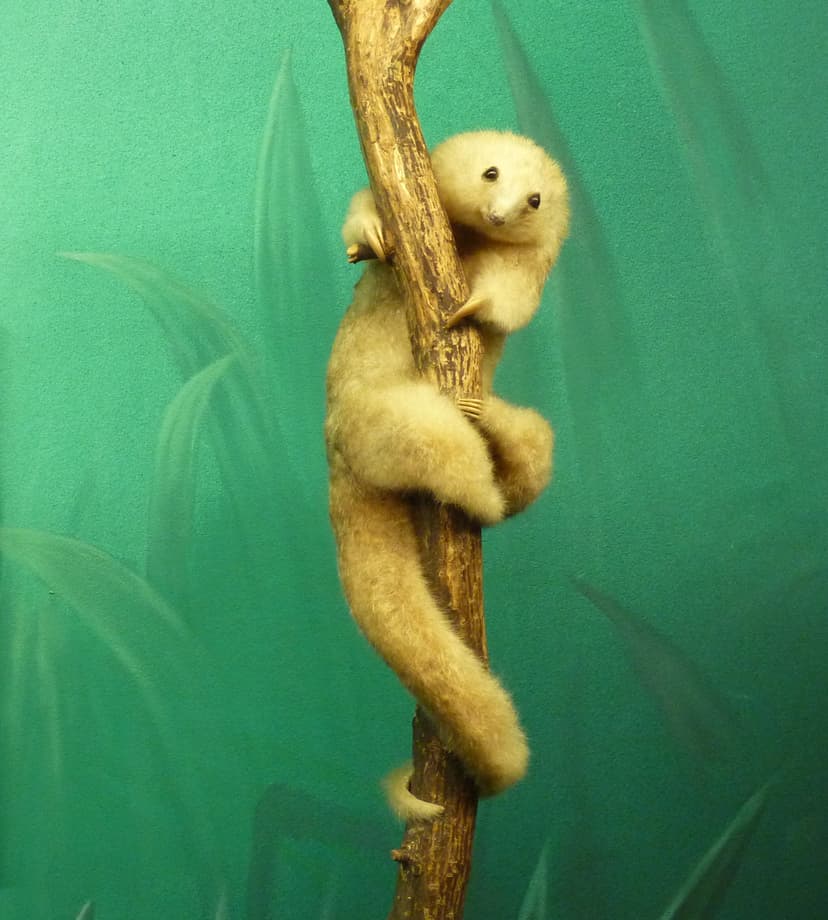 File:Cyclopes didactylus Museum de Genève.JPG - Wikimedia Commons