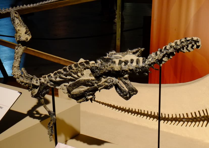 File:Eoraptor fossil.jpg - Wikipedia