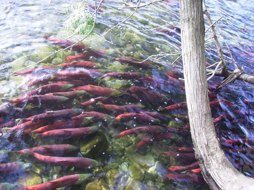 File:SockeyeSpawn inAdams.JPG - Wikimedia Commons