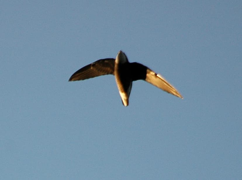File:White-throated Needletail kobble jan05.jpg - Wikipedia