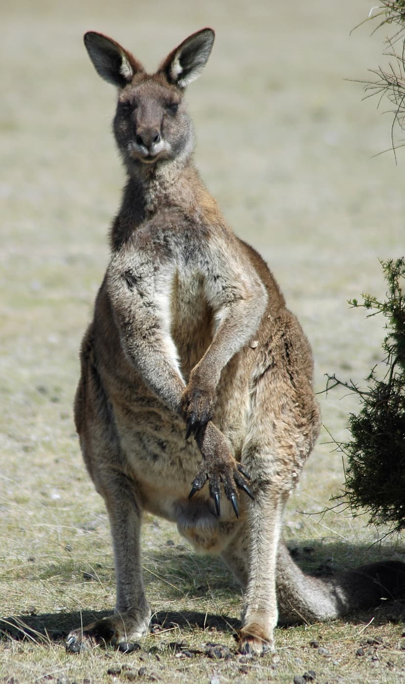File:Eastern grey kangaroo maria island.jpg - Wikimedia Commons