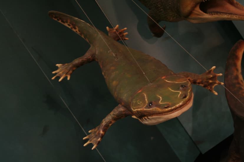 File:Metoposaurus2.jpg - Wikimedia Commons