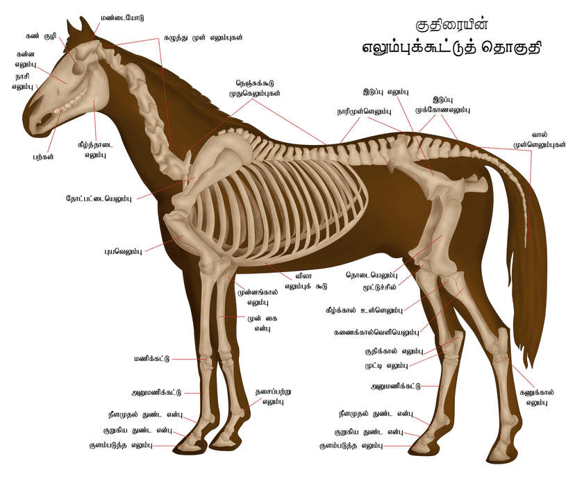 File:Skeletal system of horse (Tamil).png - Wikimedia Commons