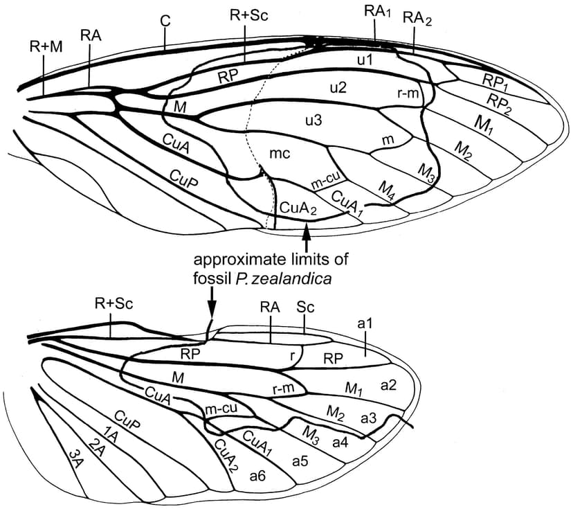 Fájl:Tettigarcta crinita fore and hindwings.jpg – Wikipédia