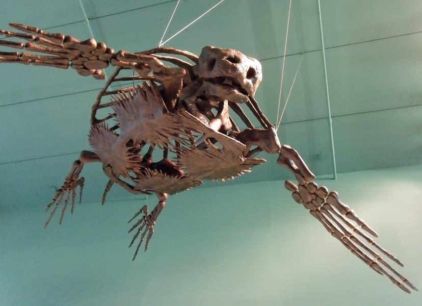 File:Big fossil turtle.jpg - Wikipedia