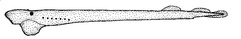 File:Geotria australis (Pounched Lamprey).gif - Wikimedia Commons