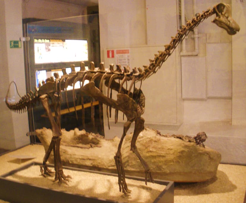 File:Baby diplodocid 1.jpg - Wikipedia