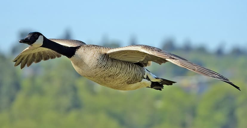 File:Canada goose flight cropped and NR.jpg - Wikipedia