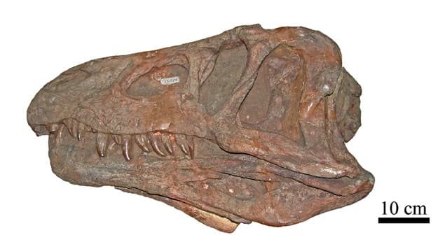 File:Erythrosuchus africanus 34.jpg - Wikimedia Commons