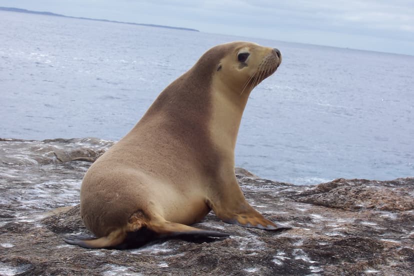 Lahabali kɔligu:Neophoca cinerea.JPG - Dagbani Wikipedia