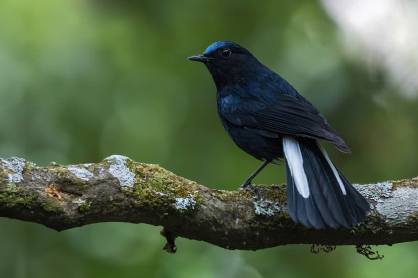 File:White-tailed Bush-Robin.jpg - Wikipedia