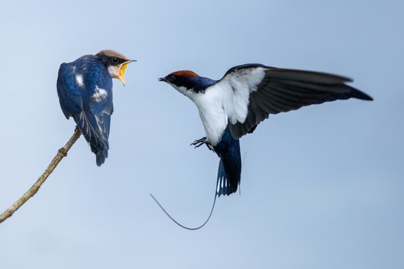 Parental care in birds - Wikipedia