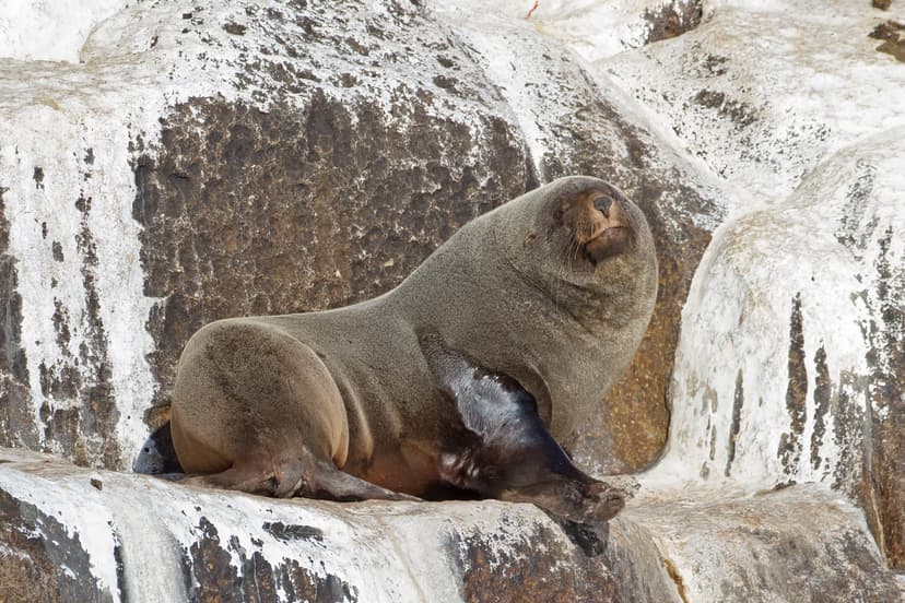 File:Arctocephalus pusillus - SE Tasmania.jpg - Wikipedia