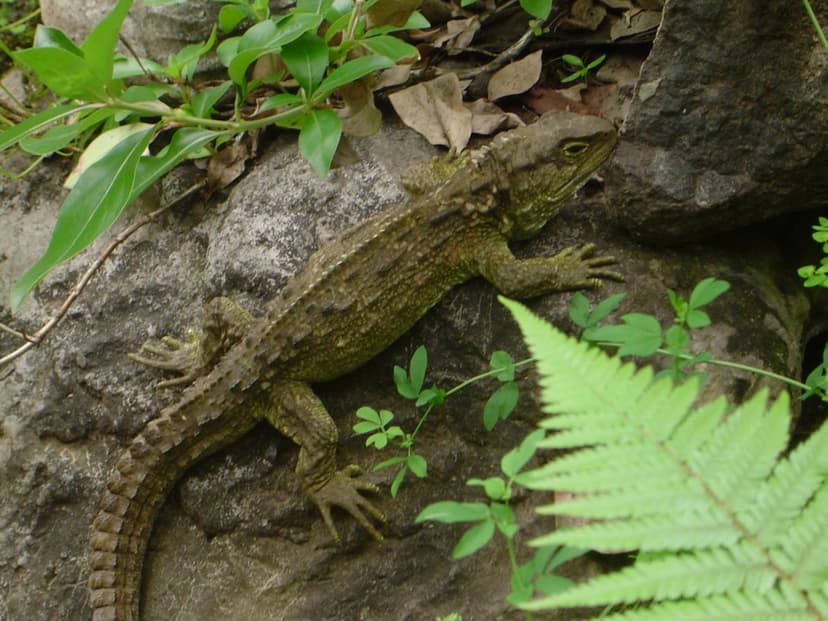 File:Tuatara adult.jpg - Wikipedia